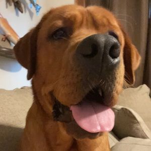 Meet your Posher, Cassidy